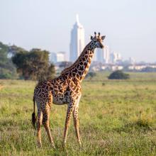 A Masai Giraffe in Nairobi National Park with the city in the background