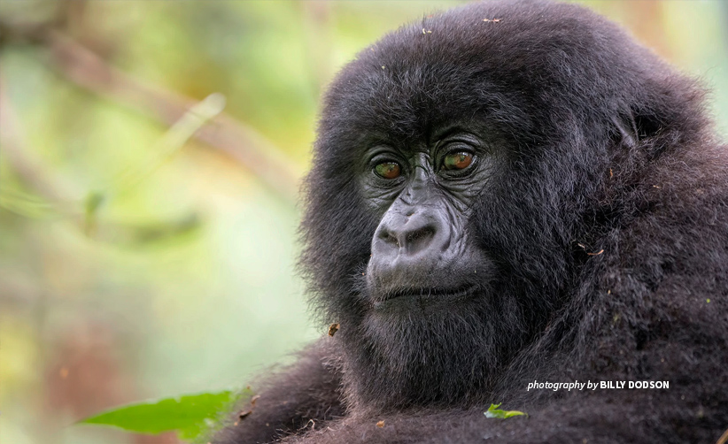 Close-up photo of an adult mountain gorilla in Rwanda