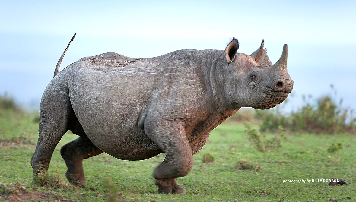 Photo of rhino in grassy landscape