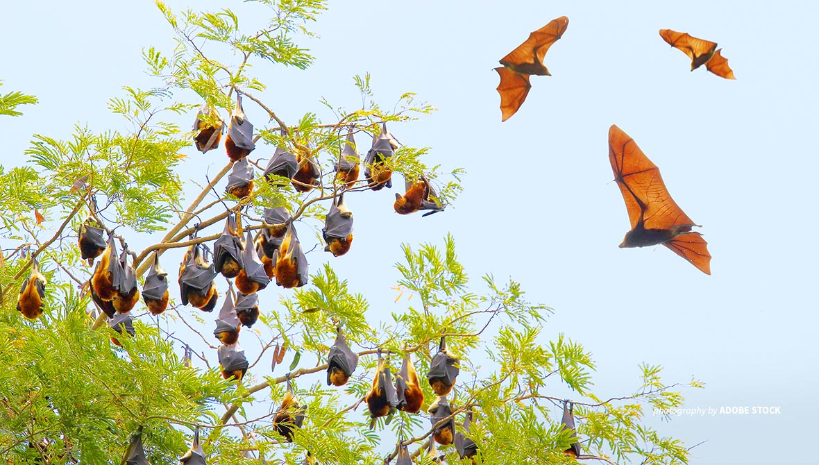 Mauritian flying foxes