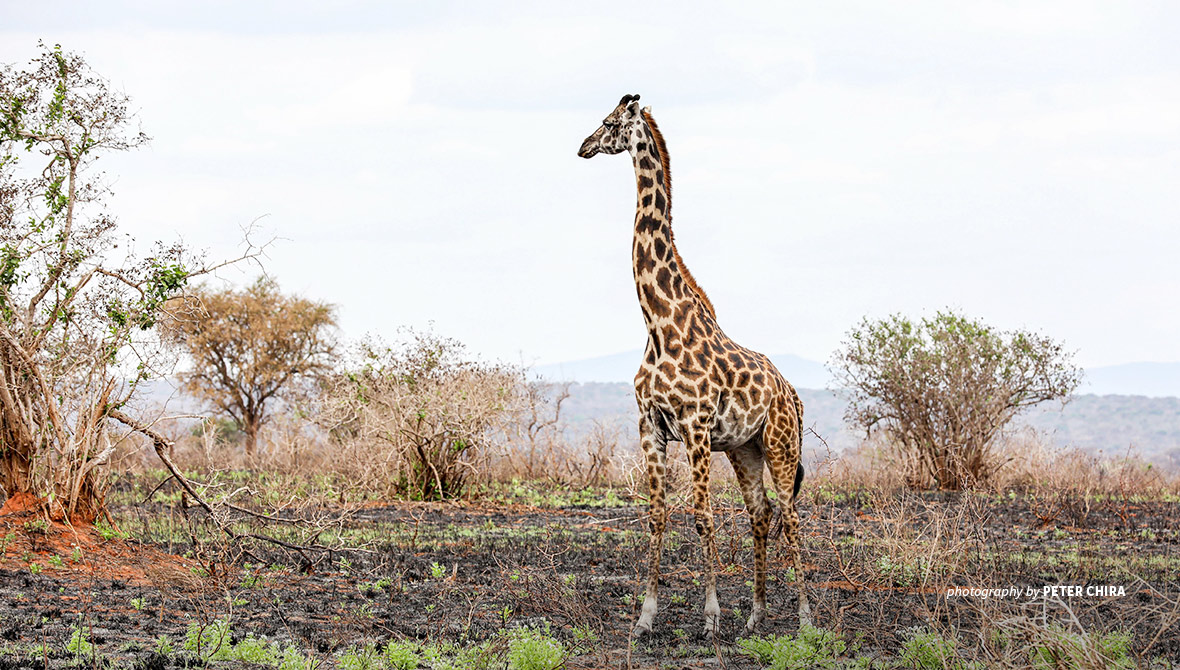 Giraffe in Tsavo landscape