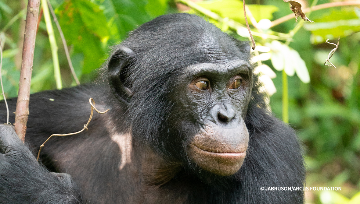 Close-up photo of a bonobo among greenery.