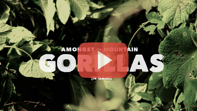 Amongst the Mountain Gorillas Video by Matt Raimondo