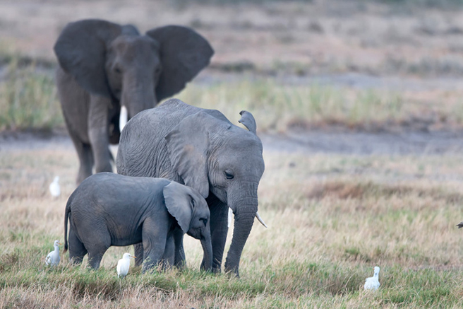 Gifts that give back to Africa&#039;s wildlife
