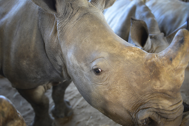 Orphaned rhino calf at Hluhluwe iMfolozi Park, located in KwaZulu-Natal, South Africa. Photo by: Billy Dodson