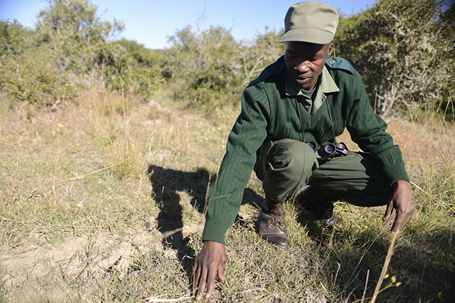 A ranger in the field at South Africa&#039;s Great Fish River Nature Reserve. Photo by: Billy Dodson