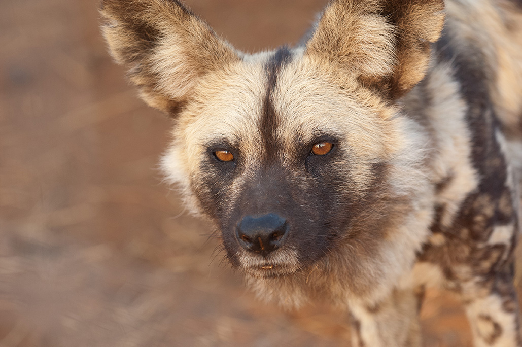 20 Facts About African Wild Dogs Diet