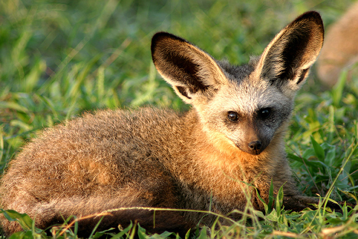 Image result for african bat eared fox