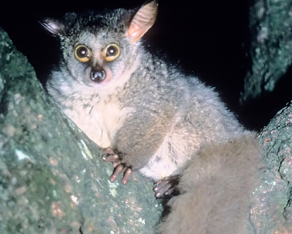 Pictures Of Bush Babies 31