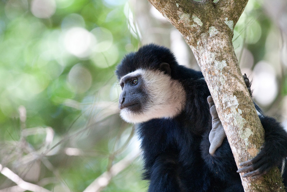 Colobus Hitam Putih
