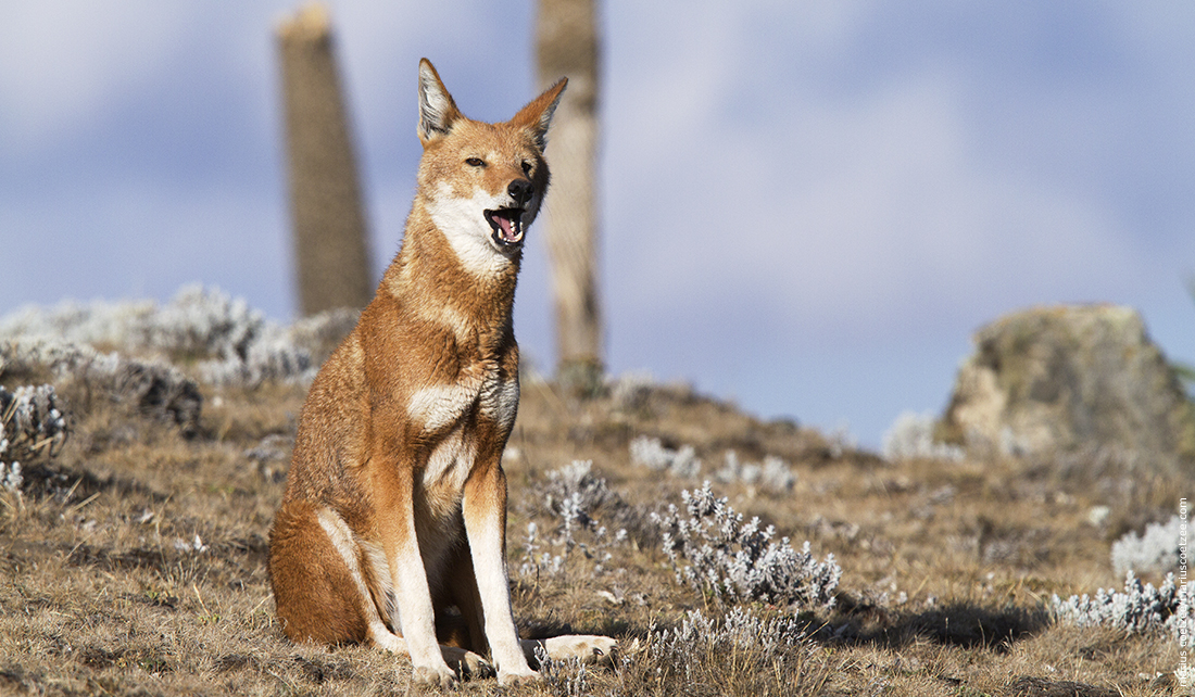 Image result for ethiopian wolf