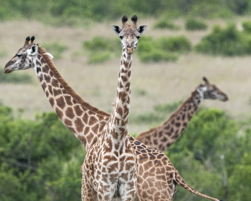 Where do giraffes live in the wild?