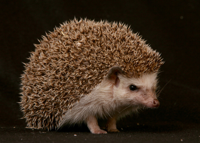 Names For Hedgehogs