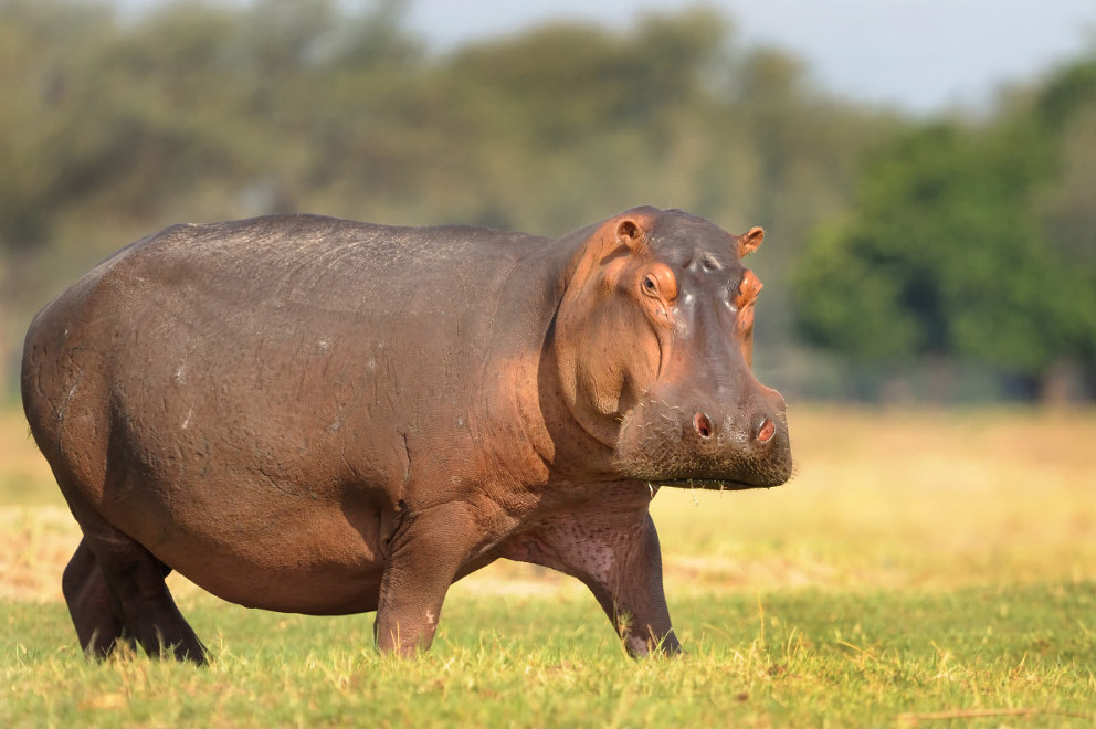 http://www.awf.org/sites/default/files/media/gallery/wildlife/Hippo/Hipp_joe.jpg?itok=2JD482Xl