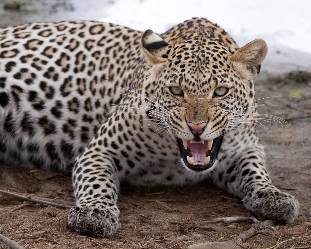 leopard - Image