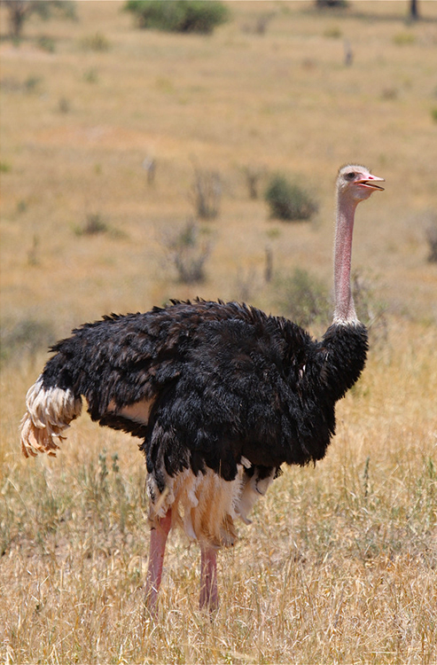 Ostrich Billy Dodson Craig R Sholley Ostrich Billy Dodson Craig R Sholley