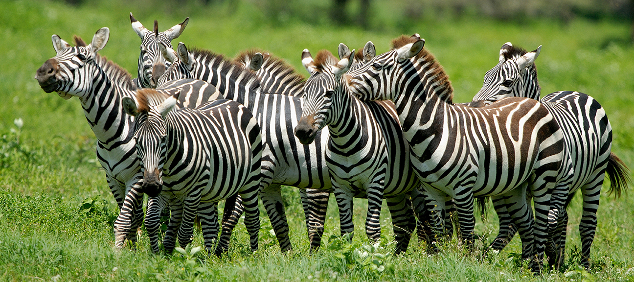 Zebra ... Plains Zebra Billy Dodson