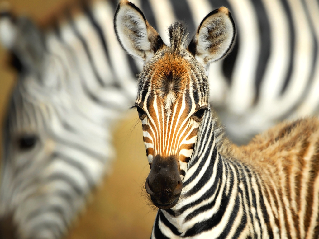 תוצאת תמונה עבור ‪zebra‬‏