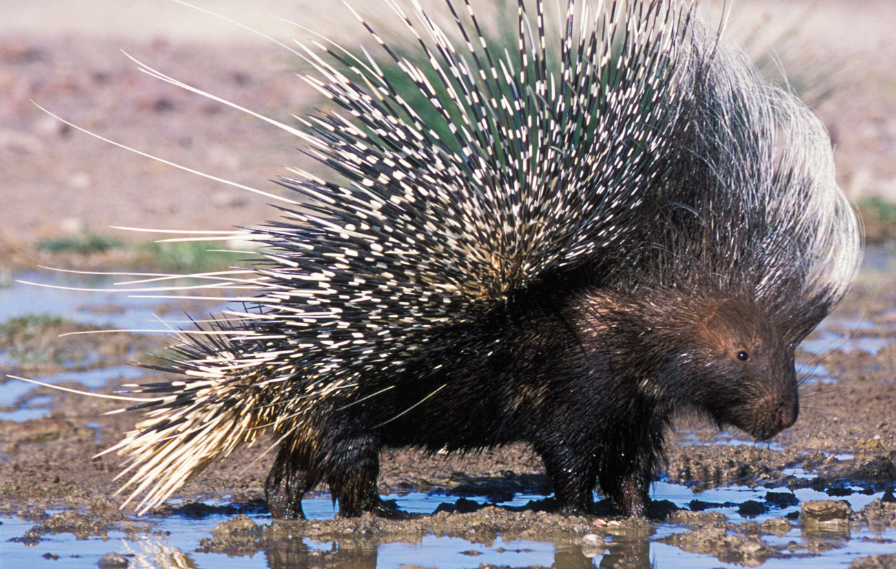 What are the porcupine's enemies?