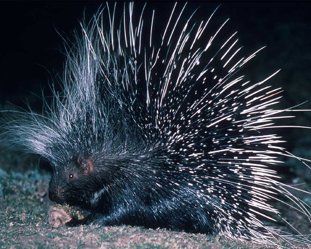 Porcupine_AWF.jpg