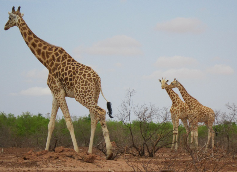 West African Giraffe West African Giraffe
