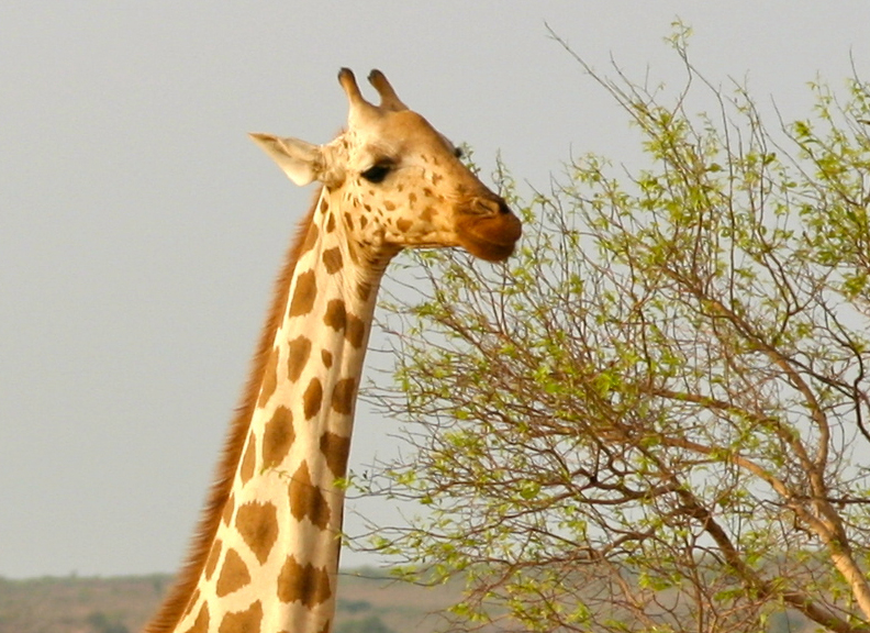 West African Giraffe West African Giraffe
