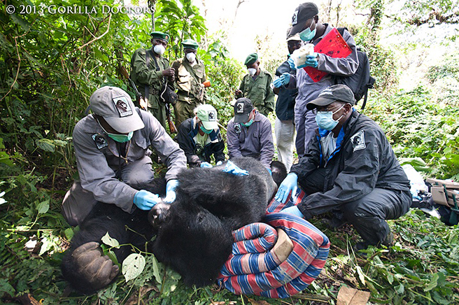 Gorilla doctors working on a mountain gorilla photo by Gorilla Doctors
