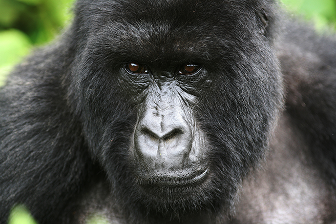 Adult mountain gorilla photo by Nick Hoggett