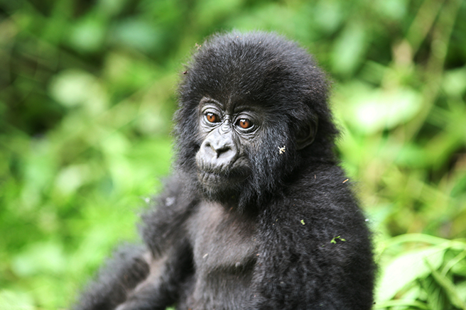 Infant mountain gorilla photo by Nick Hogget