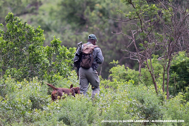 An ranger and his tracker dog in pursuit of rhino poachers