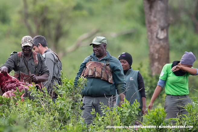 Rangers search a rhino carcass for incriminating evidence