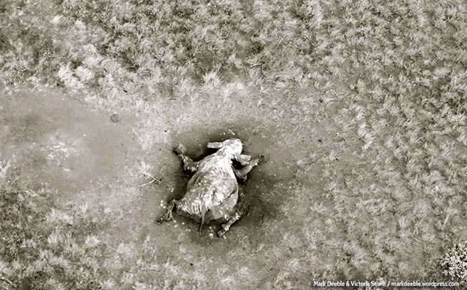 Satao&#039;s body from an aerial view. Photo by Mark Deeble and Victoria Stone