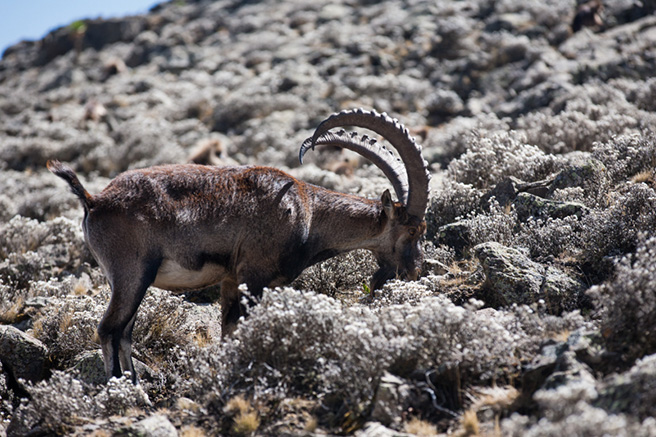 A Walia ibex