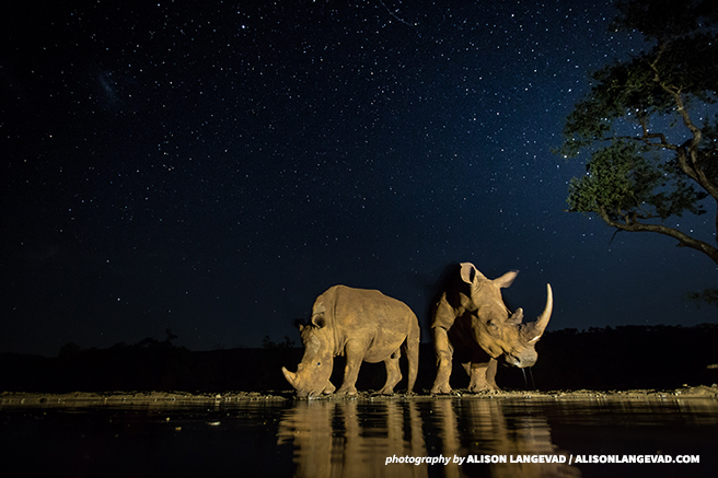 White rhinos at a watering hole 