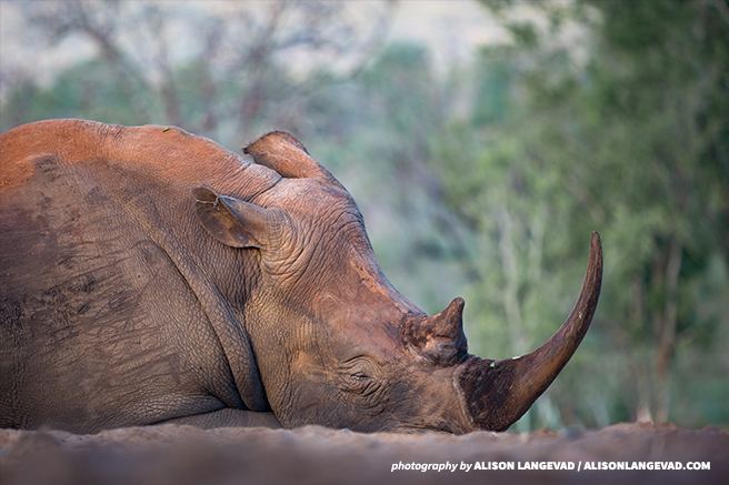 A white rhinoceros lying down