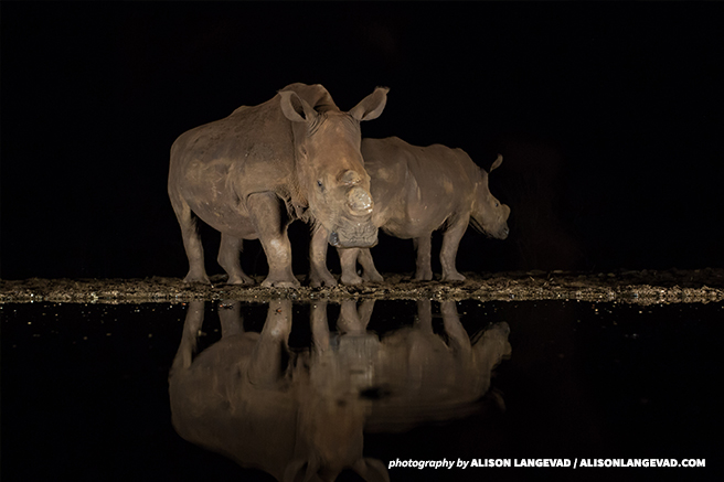 Dehorned white rhinos