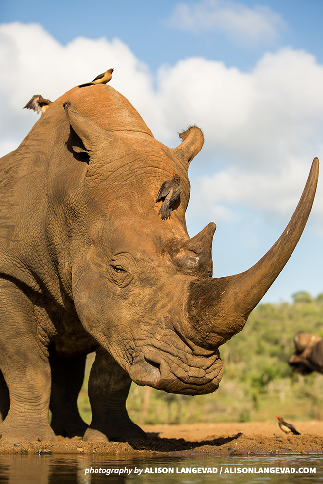 A white rhinoceros