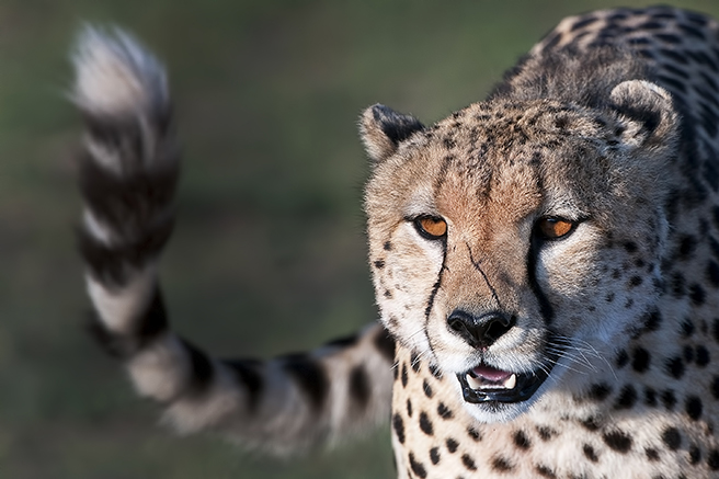 A Scarred Male Cheetah