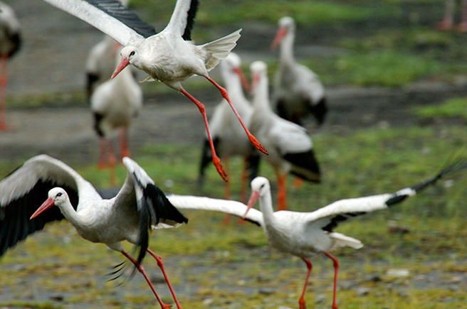 White stork. Photo by Alejandro Tawil