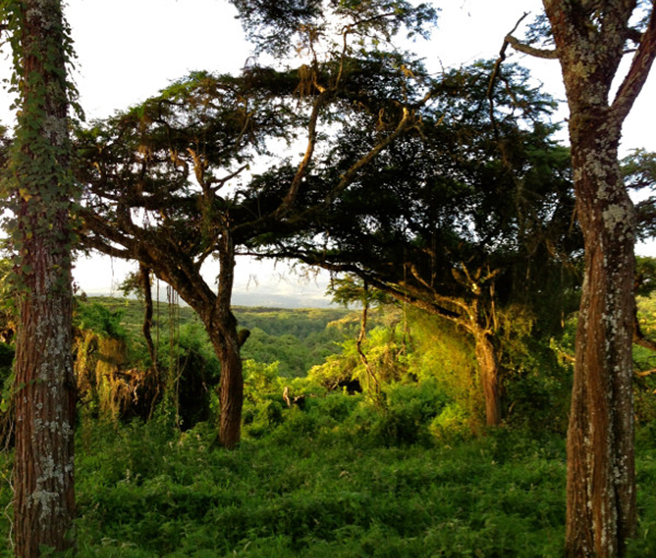 REDD+ Projects Protect Forests and Generate Income