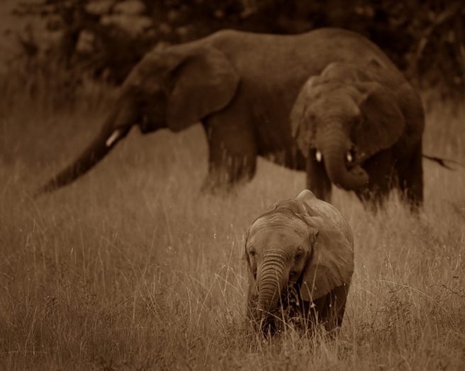 Elephants and calf in the Serengeti