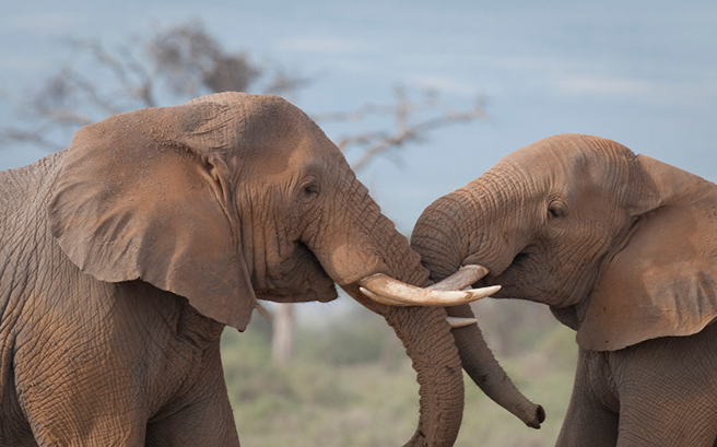 Elephants with trunks intertwined. Photo: Barbara von Hoffman