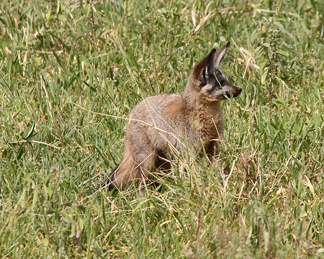 Bat-eared fox in Tarangire during an AWF Safari