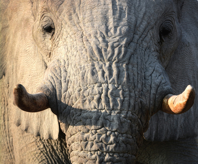 Elephant tusk close up. Photo by Billy Dodson