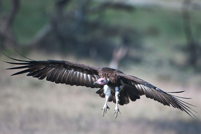 Vulture in mid flight in Tanzania. Photo by Billy Dodson
