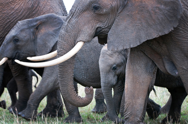Elephants in Amboseli. Photo by Billy Dodson