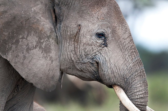 Close up of an elephant&#039;s tusks, in Kenya. Photo by Billy Dodson