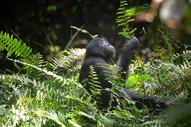 Bonobo Trekking in the Iyondji Reserve
