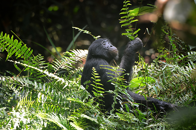 Searching for Bonobo in CongoDaniel's Intimate View of Lomami - Searching  for Bonobo in Congo