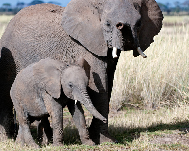 Elephant mother and calf in Amboseli. Photo by Billy Dodson